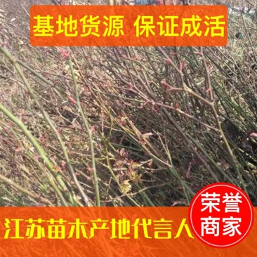 【牛商推荐】红帽子月季苗工程苗扦插苗30~40cm保证成活