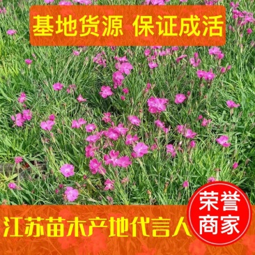 【牛商推荐】欧石竹地被苗双色杯苗粉红色小花朵绿化园林工程