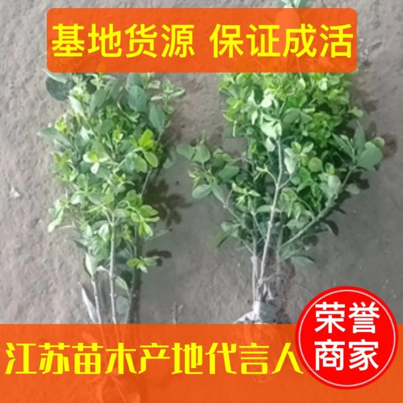【牛商推荐】冬青毛球基地一手货源保证成活售后指导全国批发
