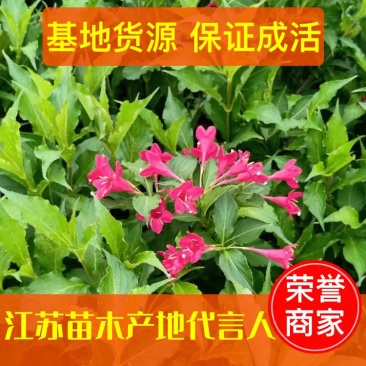 【牛商推荐】红王子锦带绿化工程点缀规格齐全货源充足量大价低
