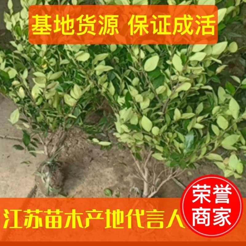 【牛商推荐】金森女贞球40/60冠幅树形优美基地精心培育价低