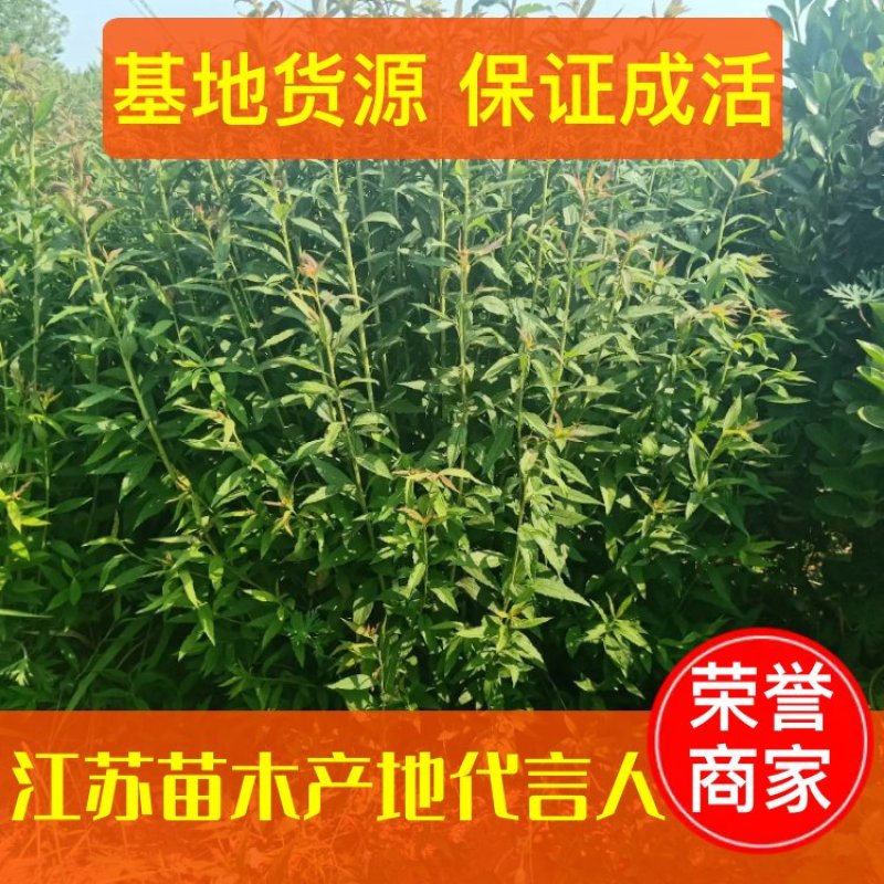 【基地发货】青叶绣线菊金山绣线菊金焰绣线菊球工程专用规格齐全