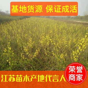 【精品推荐】观赏性连翘地苗多叉头大冠幅高度一米左右量大价低