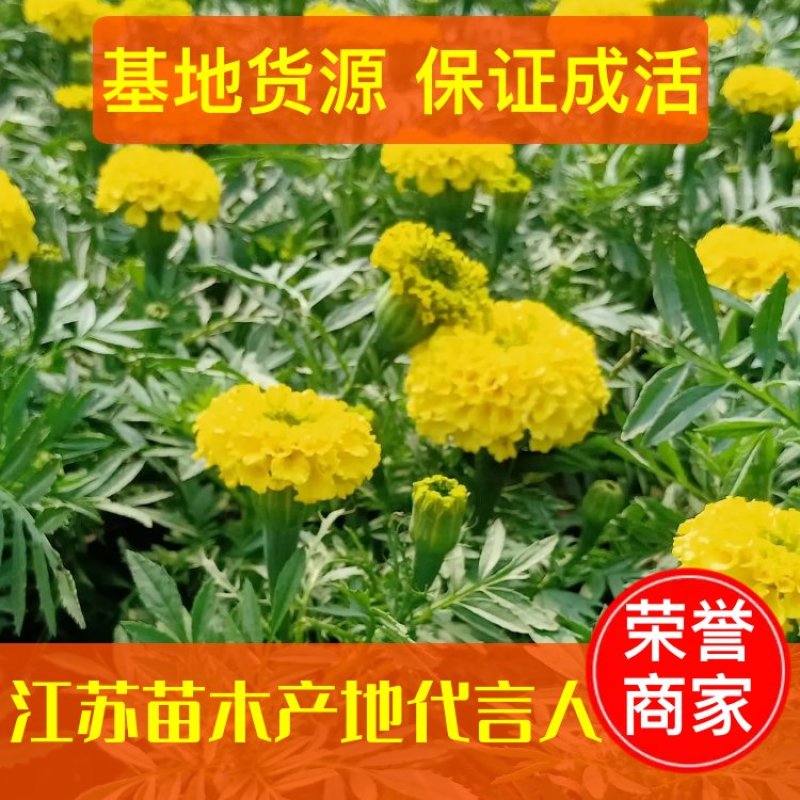 【牛商推荐】万寿菊金黄色杯苗基地一手货源全国批发量大价低