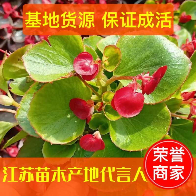 【牛商推荐】四季海棠花色鮮艳青叶红叶双色杯基地发货保证成活