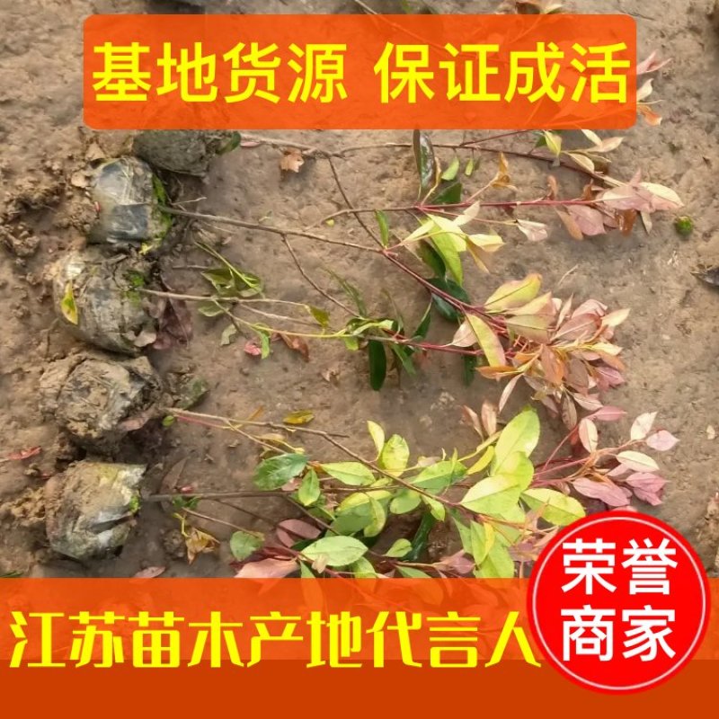 【牛商推荐】红叶石苗大杯地被绿篱规格齐全颜色鲜美量大价低