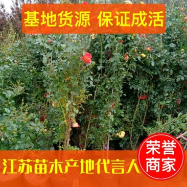 【基地发货】藤本月季1米高庭院爬藤高手花色多规格齐全量大价低