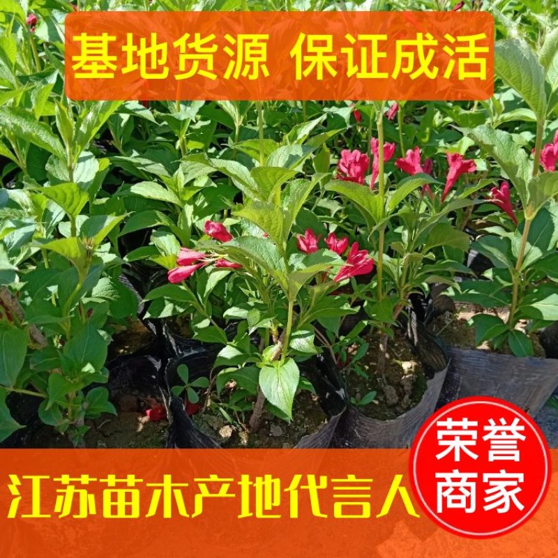 【精品推荐】红王子锦带床苗杯苗工程绿化专用苗40/50高价低