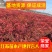 【基地发货】南天竹红天竹工程苗35/60高绿篱的调节师价低