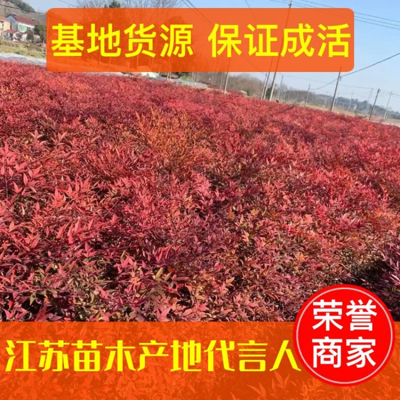 【基地发货】南天竹红天竹工程苗35/60高绿篱的调节师价低