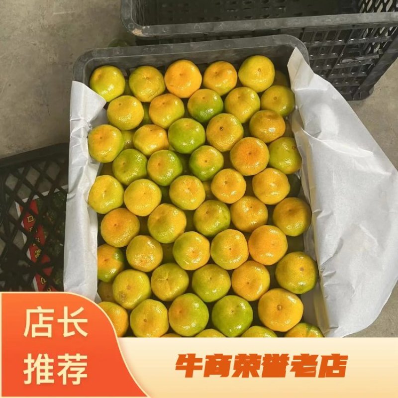 湖北高山蜜桔，早熟柑桔，小叶桔，大量对接批发商，电商