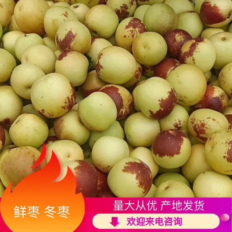 山西本地冬枣，子弹头大量上市，产地发货，量大从优
