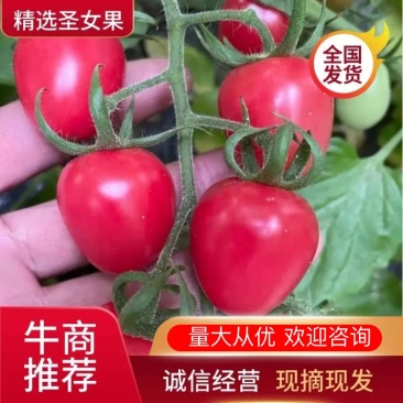 【精品圣女果】广西千禧贝贝釜山品种齐全.常年有货持续供应