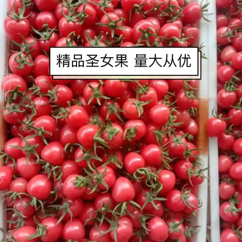 【圣女果】精品千禧贝贝黄果串果，品种齐全，全国发货
