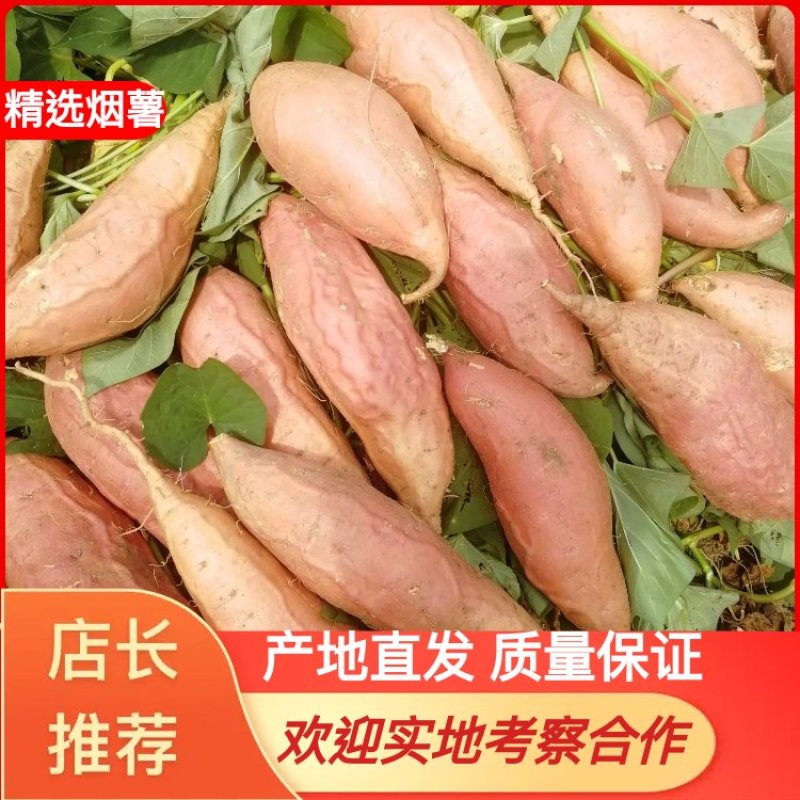 烟薯25，烤红薯，蜜薯基地直发价格优惠电商批发欢迎来电