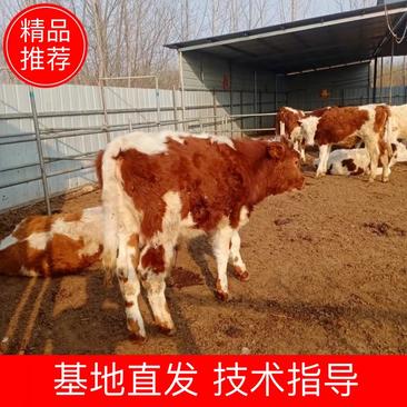 西门塔尔牛吉林养殖基地出售优质西门塔尔牛保证健康