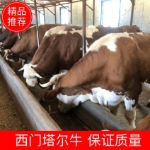 吉林西门塔尔肉牛繁殖基地常年出售西门塔尔牛保证质量