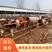 西门塔尔母牛吉林养殖基地直发质量保证提供养殖技术