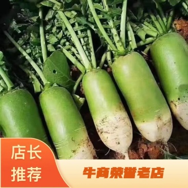【精品】开封青萝卜品质保证产地直供量大从优欢迎采购