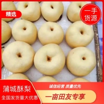 【精品】蒲城酥梨大中小果规格齐全产地现货现发量大优惠品质保障