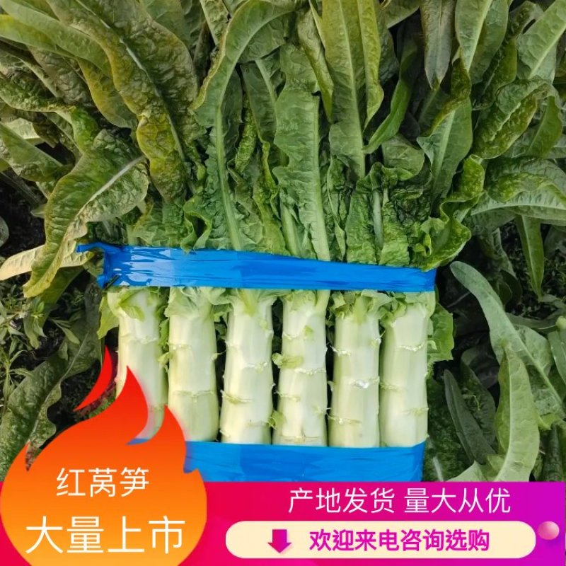 山东红莴苣红叶莴笋红尖叶莴笋基地直供无开花无空