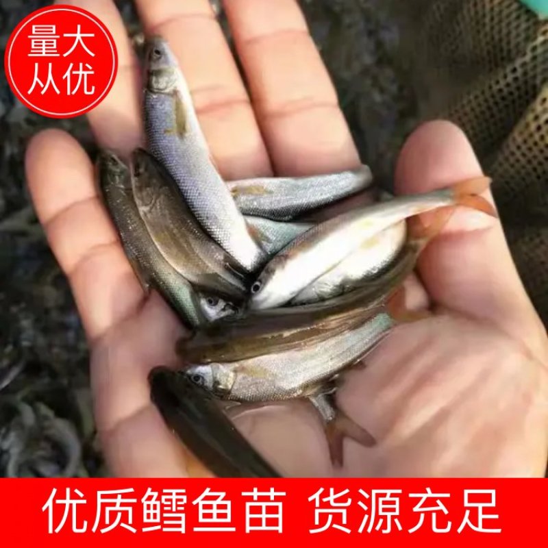 银鳕鱼苗基地直发送鱼到塘清理鱼塘提供技术包成活