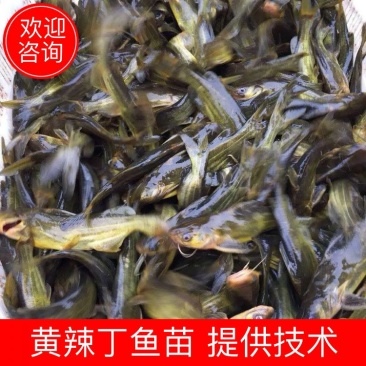 黄辣丁鱼苗【送货上门】品质保障品种齐全保证成活率