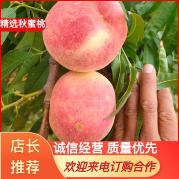 金秋红蜜桃子，色好，甜度高，口感好量大货原充足