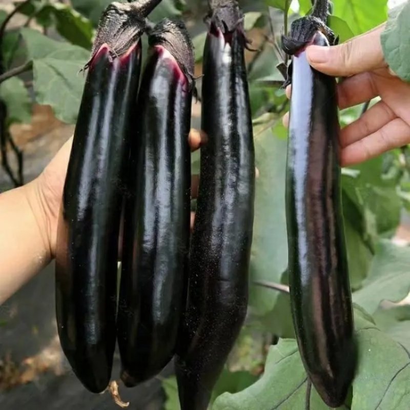 精品茄子大量上市农家自种现摘现发全国发货