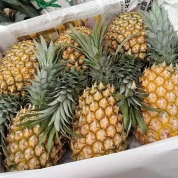 新鲜水果，大量上市代收大徐闻县，菠萝之乡，波罗的海，菠萝