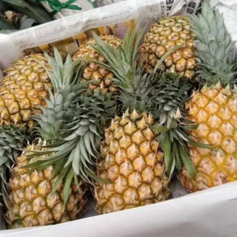 新鲜水果，大量上市代收大徐闻县，菠萝之乡，波罗的海，菠萝