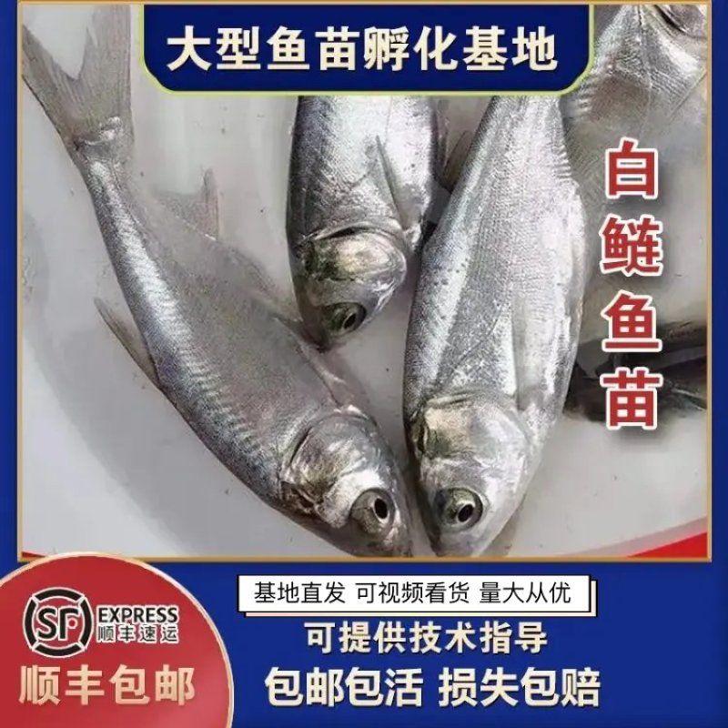 白鲢鱼苗/水鲢/跳鲢/四大家鱼/基地直发/抗病毒/易饲养