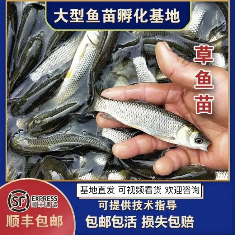 【草鱼苗】草鱼公分苗/草混子/淡水鱼/基地直发/有质保