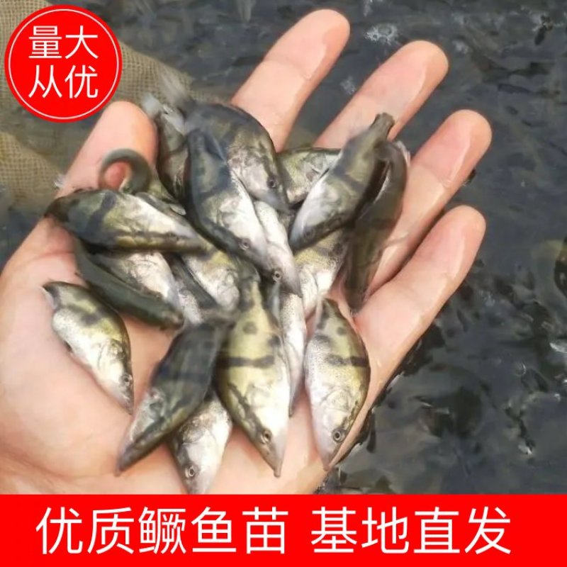 桂鱼苗，鳜鱼苗，改良品种公司繁育，抗病强品质保证翘嘴鳜