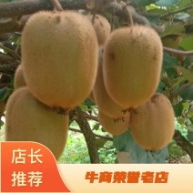 【精品】河南西峡高山绿心华美2号猕猴桃，大量供应欢迎合作