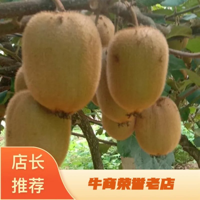 【精品】河南西峡高山绿心华美2号猕猴桃，大量供应欢迎合作