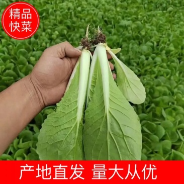 【快菜】原产地一手货源量大从优可视频看货欢迎咨询