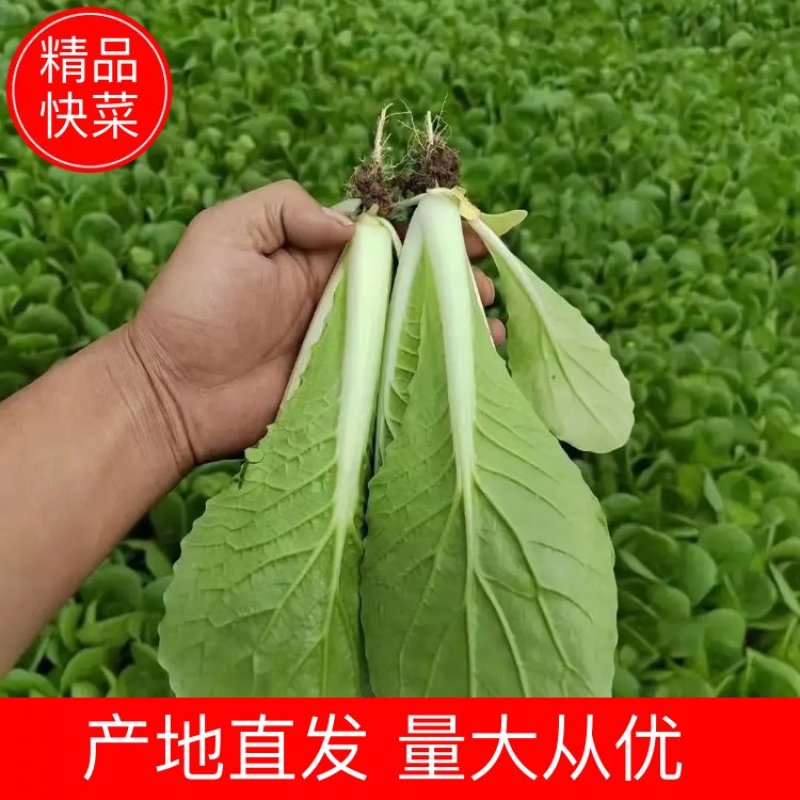 【快菜】原产地一手货源量大从优可视频看货欢迎咨询