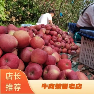 【产地专业代办，云南昭通冰糖心丑苹果爱妃丑苹果