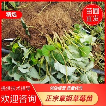 【热卖中】草莓苗香野假植草莓苗根系发达，补苗神器