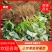 【热卖中】草莓苗香野假植草莓苗根系发达，补苗神器