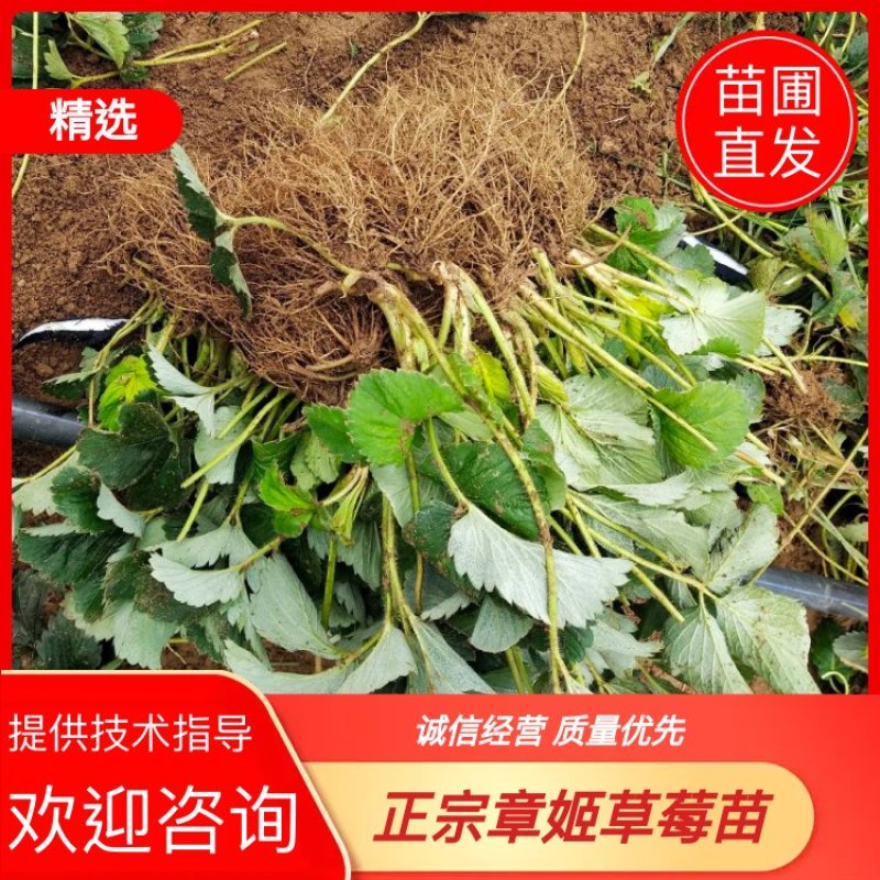 【热卖中】草莓苗香野假植草莓苗根系发达，补苗神器