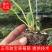 【草莓种苗】甜宝，香野，天使系列种苗，穴盘裸根苗都有，