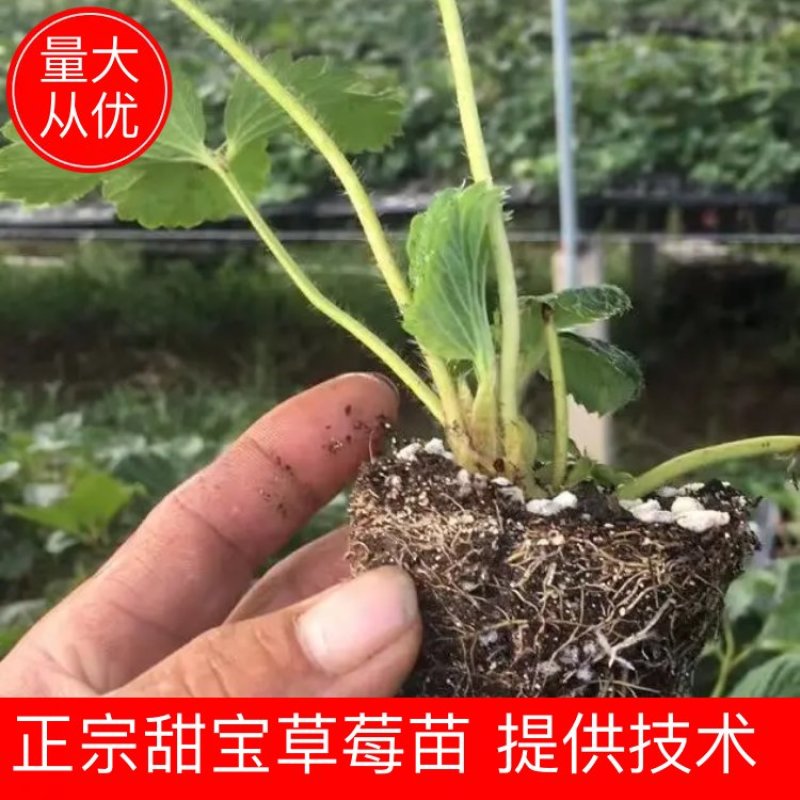 【草莓种苗】甜宝，香野，天使系列种苗，穴盘裸根苗都有，