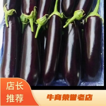 【精品】河南烧烤茄,黑长茄,产地直供,条形好,品质优