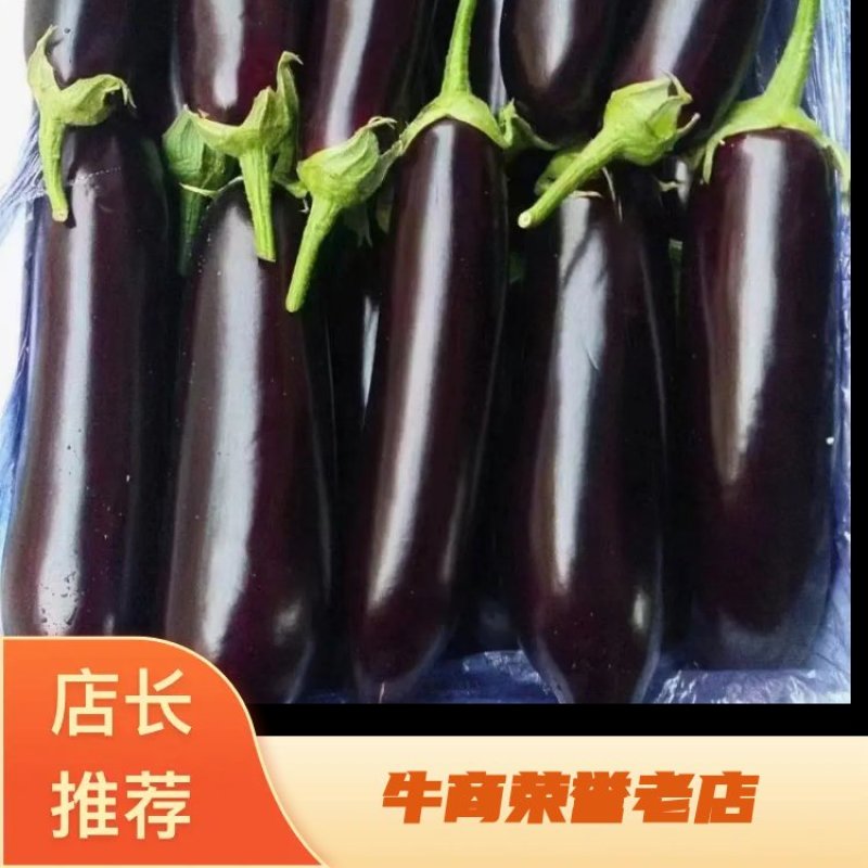 【精品】河南烧烤茄，黑长茄，产地直供，条形好，品质优