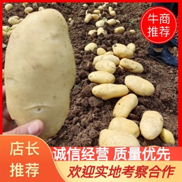 山东肥城平阴小棚荷兰十五土豆大量供应质量好，