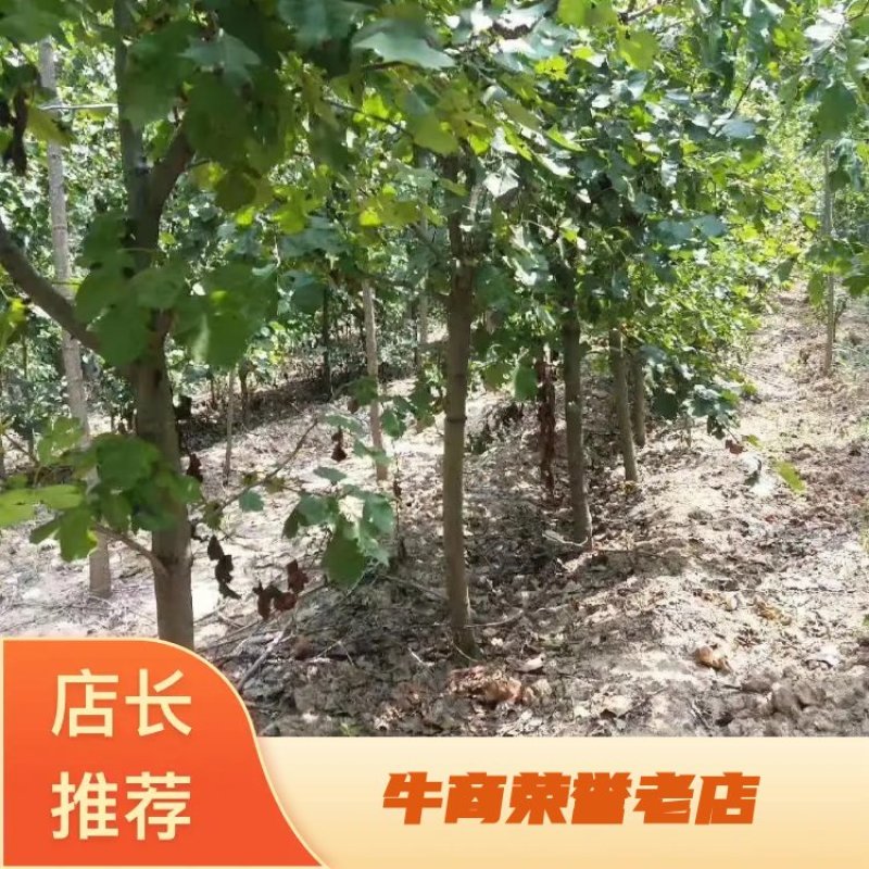 【山楂树】3到25山楂树基地直销物美价廉