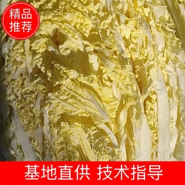 黄心白菜456