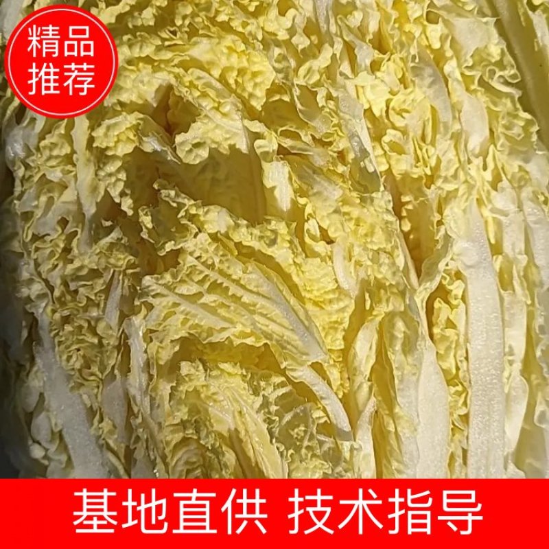 黄心白菜456